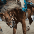 Rodeo horse in saddle bronc riding event