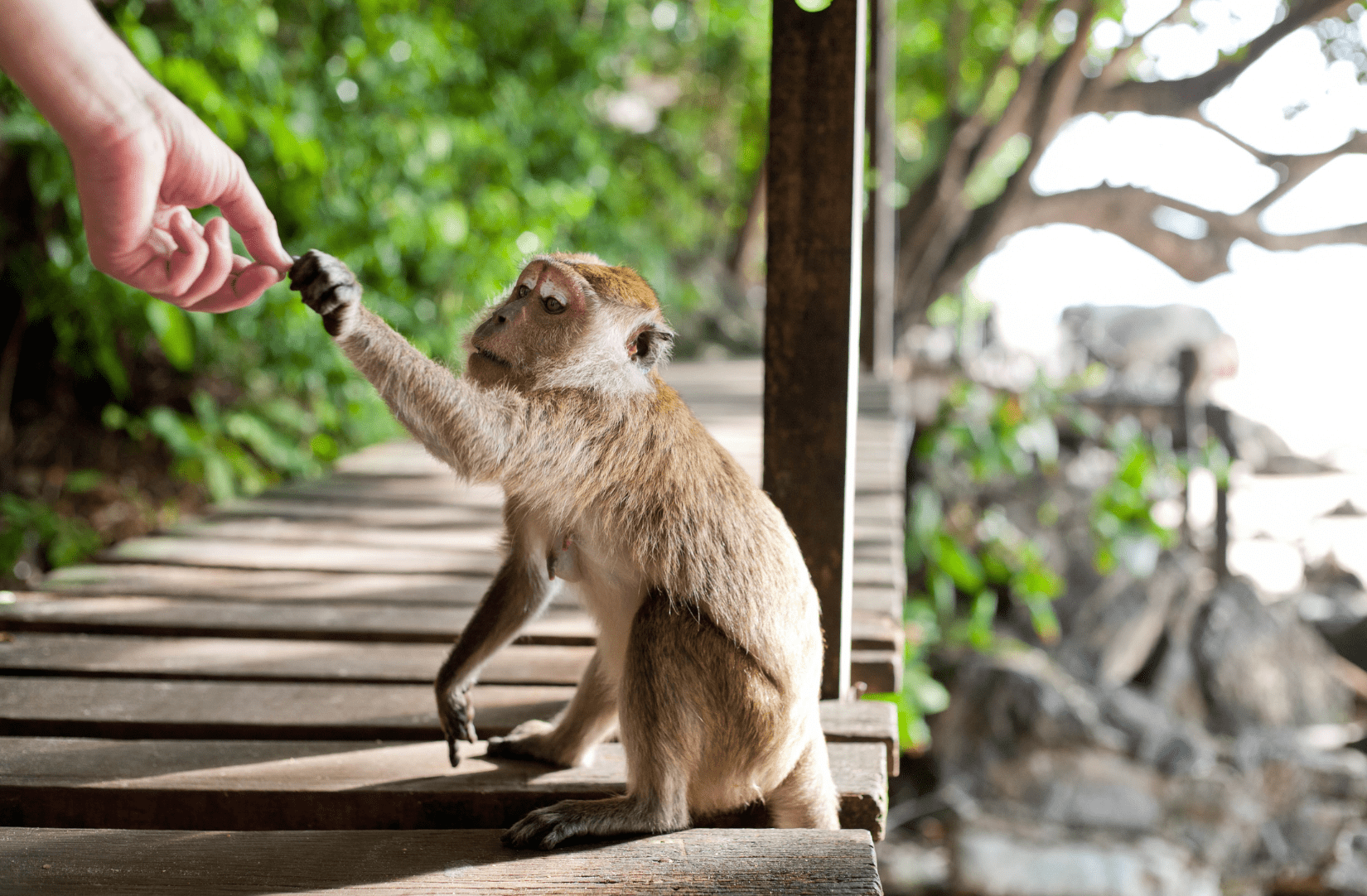 Don't feed the animals - tourist feeding wild monkey on a wood bridge