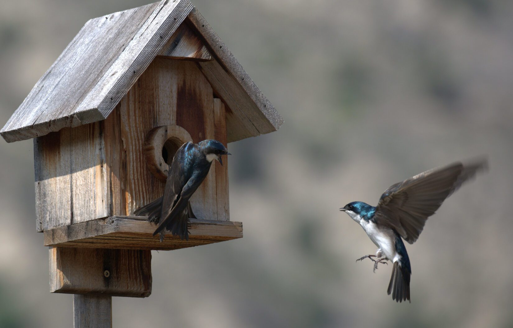 Tree swallows flying into a wooden nest box