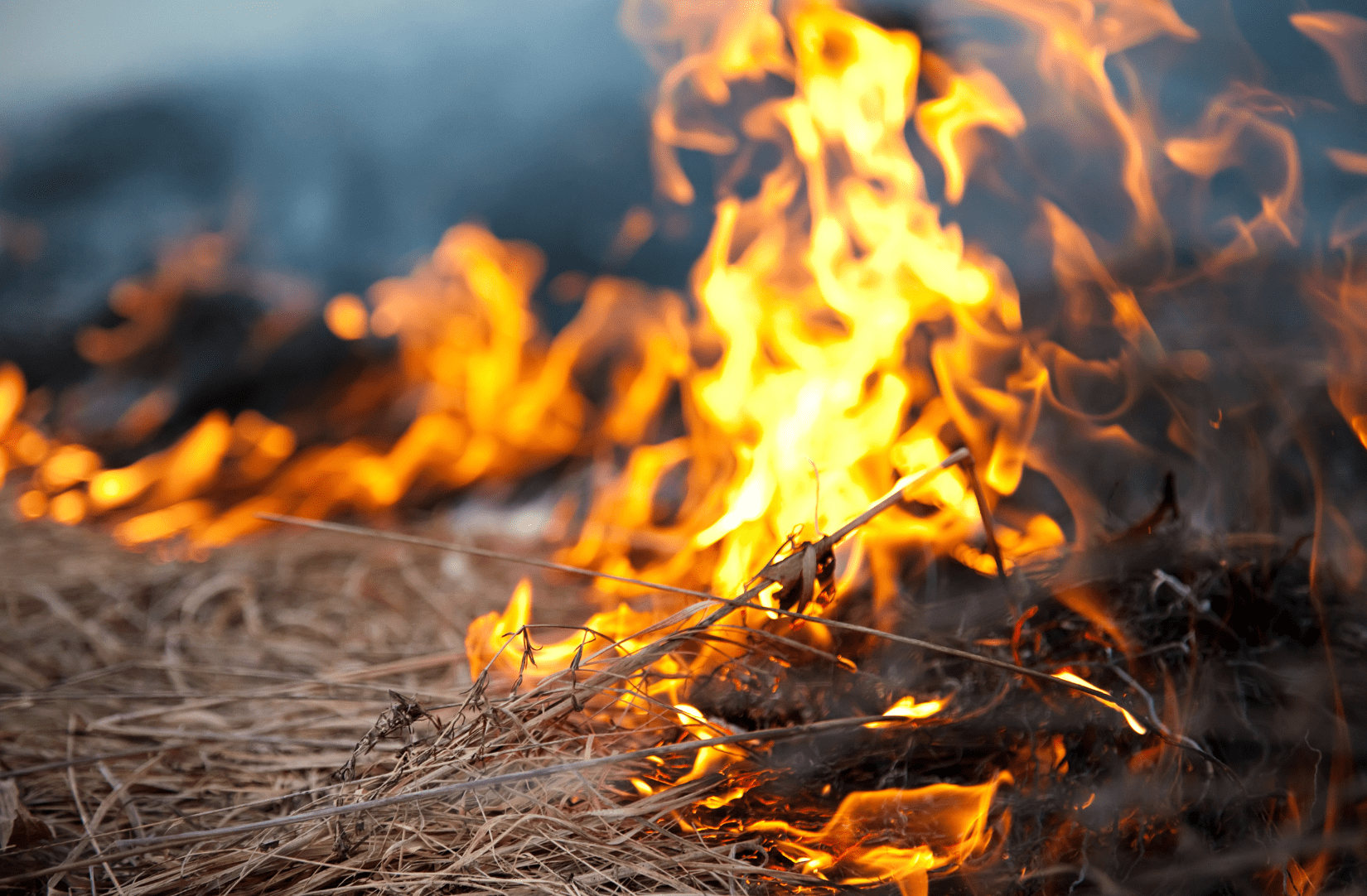 Wildfire flames burning edge of dry grass