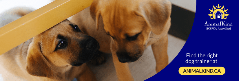 How to Socialize a New Puppy