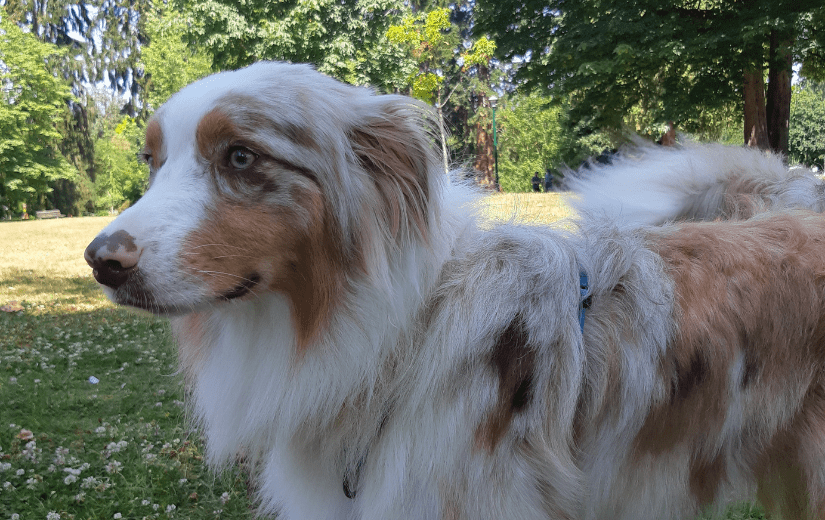 Australian Shepherd Toad reactive dog transformation