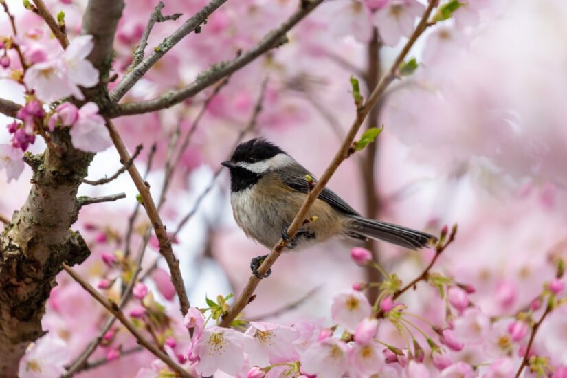 Black-capped chickadee perched on a branch of a cherry blossom tree