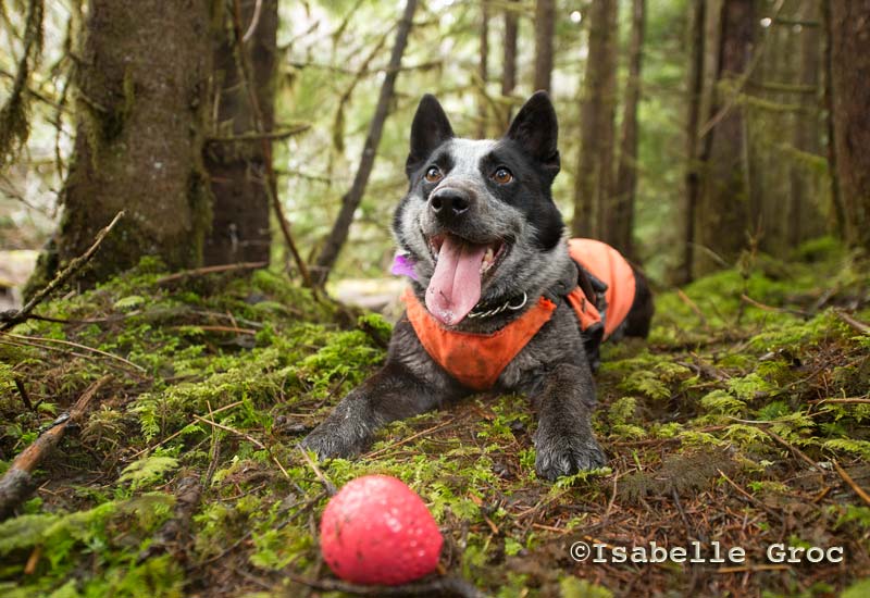 Pips the dog lying on the forest floor in Haida Gwaii.