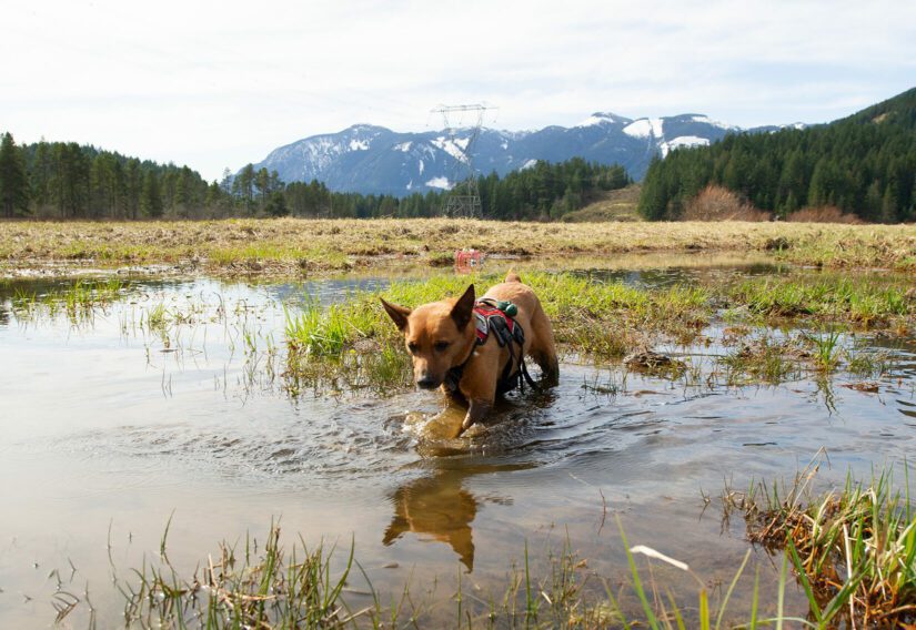 Alli the dog, looking for Oregon Spotted Frogs in Fraser Valley