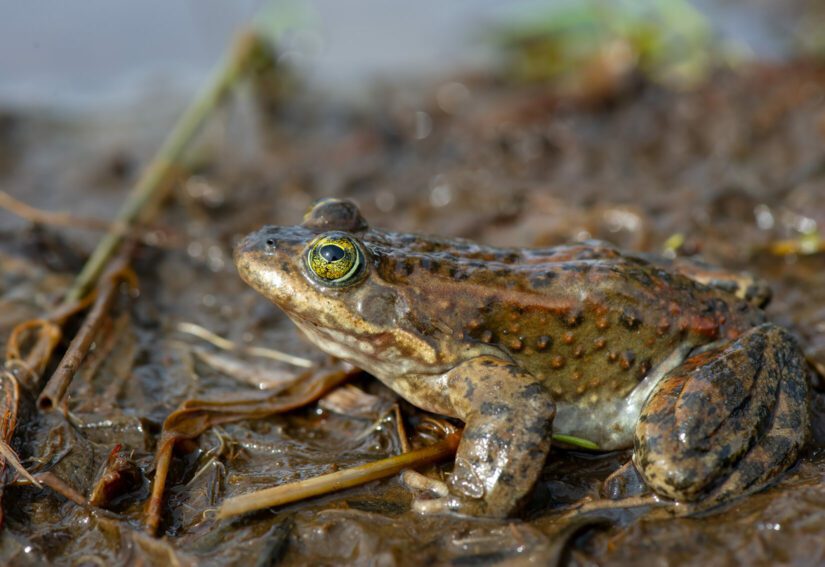 An Oregon Spotted Frog sitting in mud
