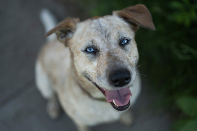 Close up of dog's face looking up into the camera.