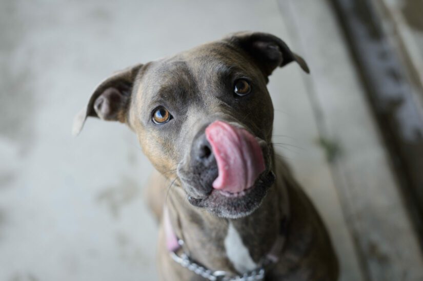 Dog licking its nose with its tongue.