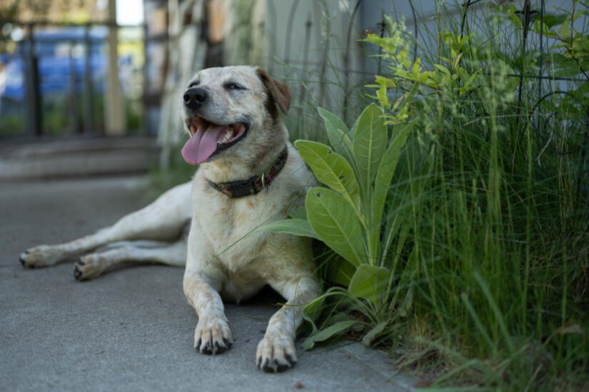 Dog panting as it lays down on a sidewalk.