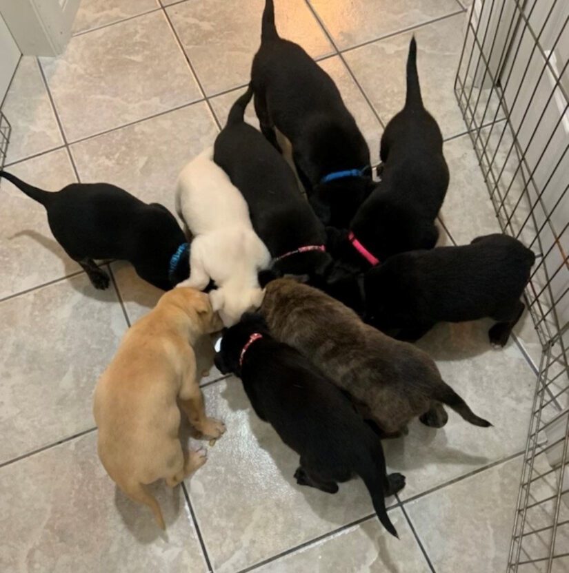Nine puppies surrounding bowls eating kibble.
