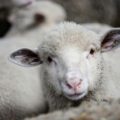 Close-up of a sheep on a farm.