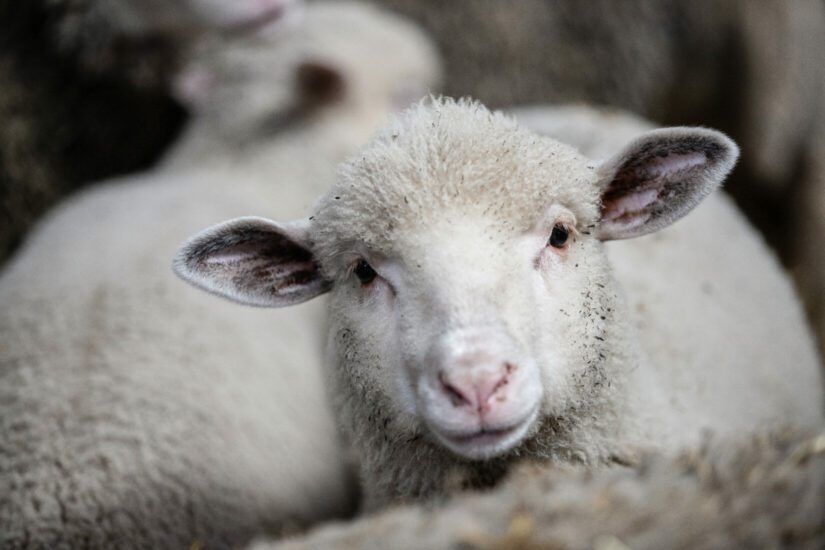 Close-up of a sheep on a farm.