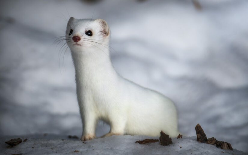 Ermine looking around