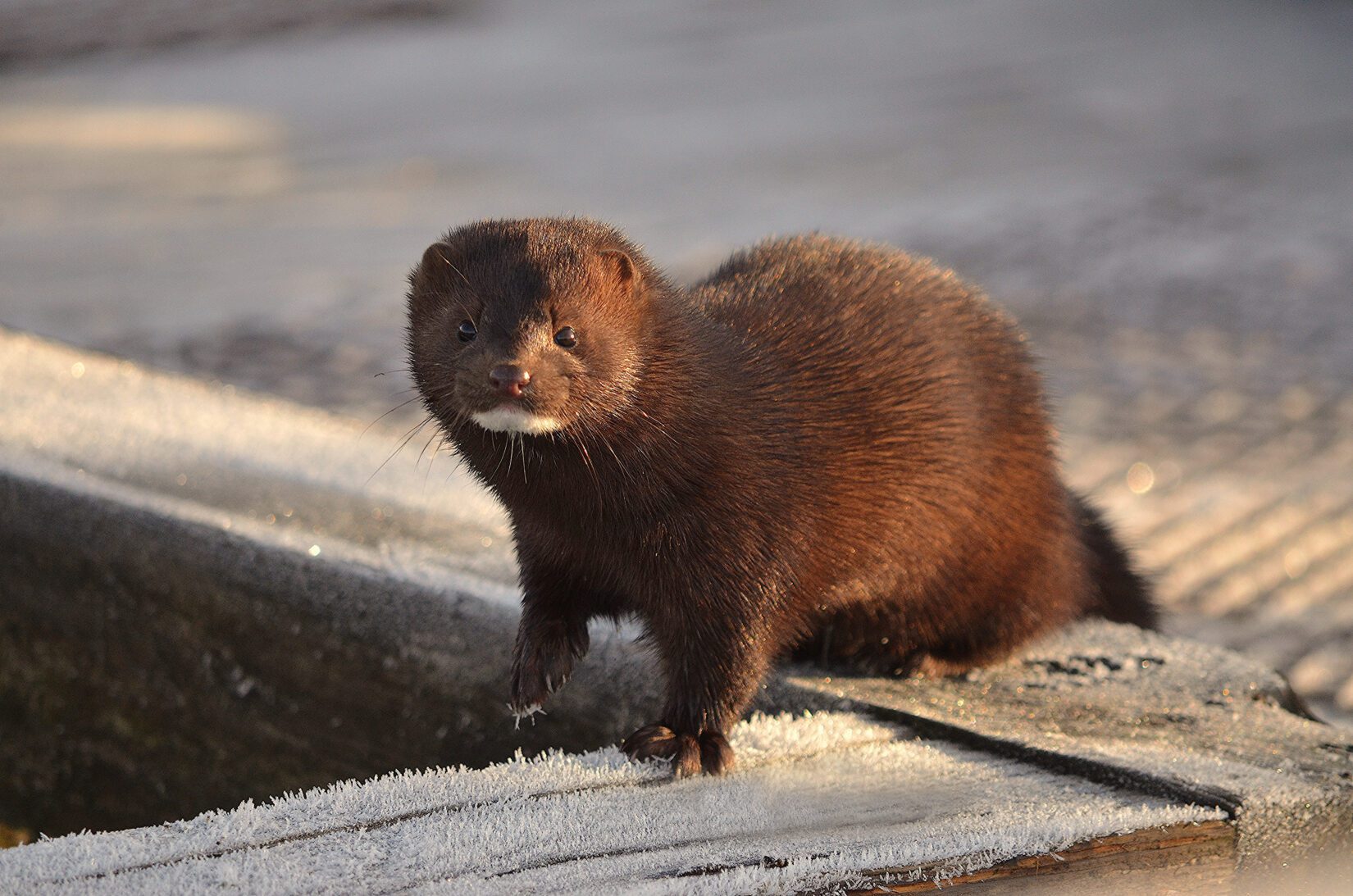 Mink standing on frosty snowy dock