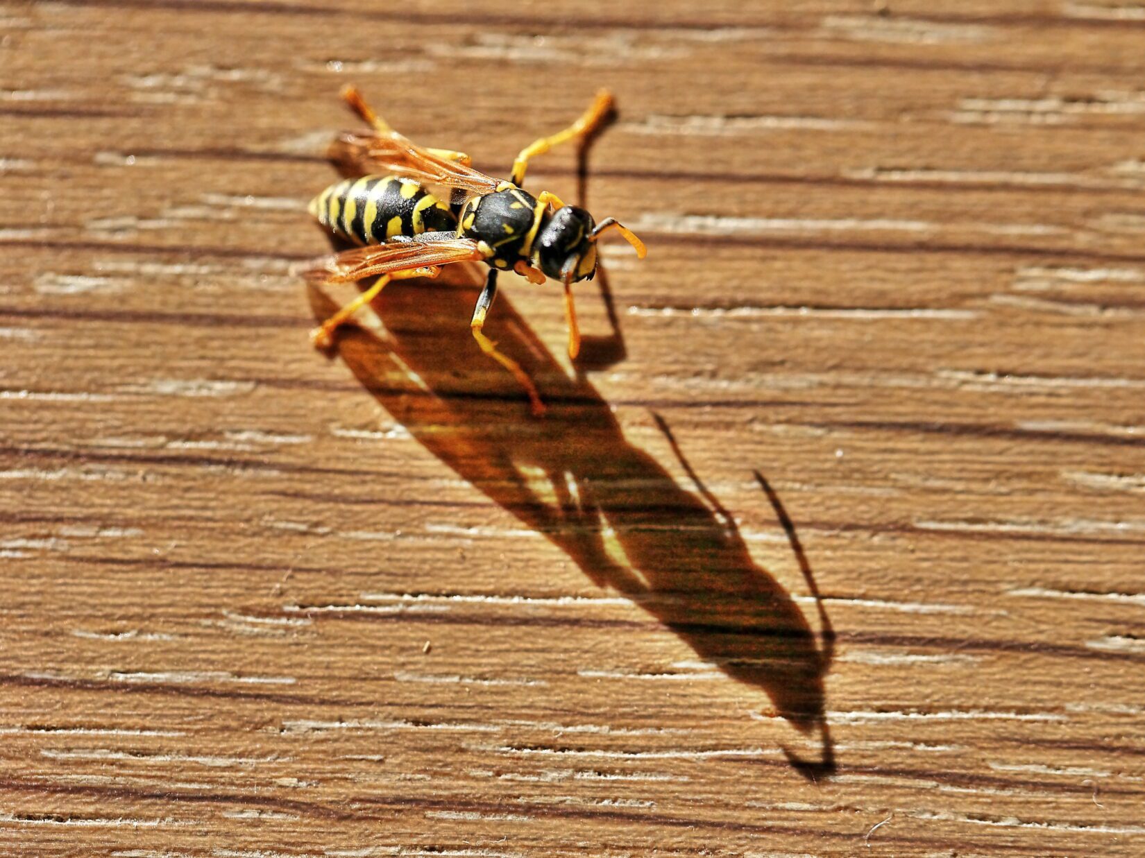 Wasp on table top casting a shadow