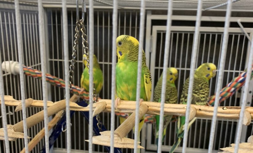 Four budgies in a cage.