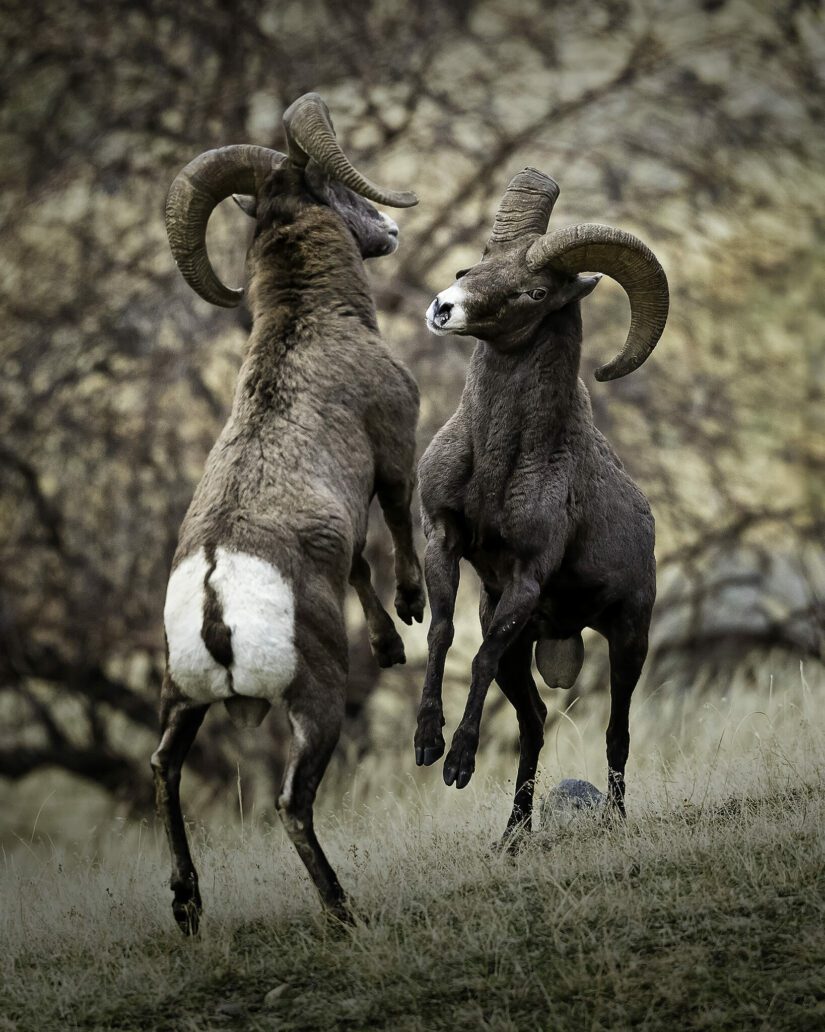 Two bighorn sheep rearing at each other