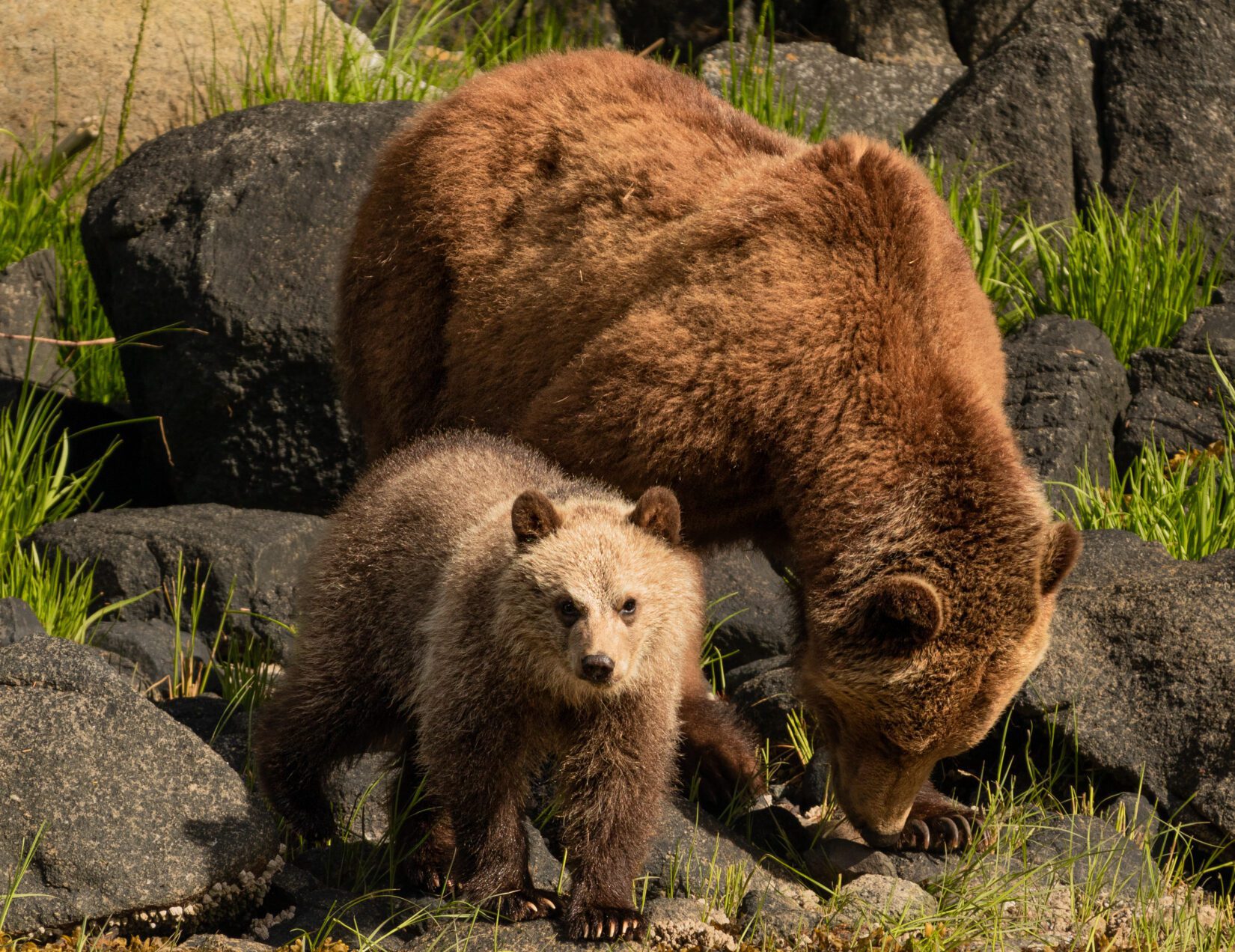 Grizzly bear mom and cub by rocks