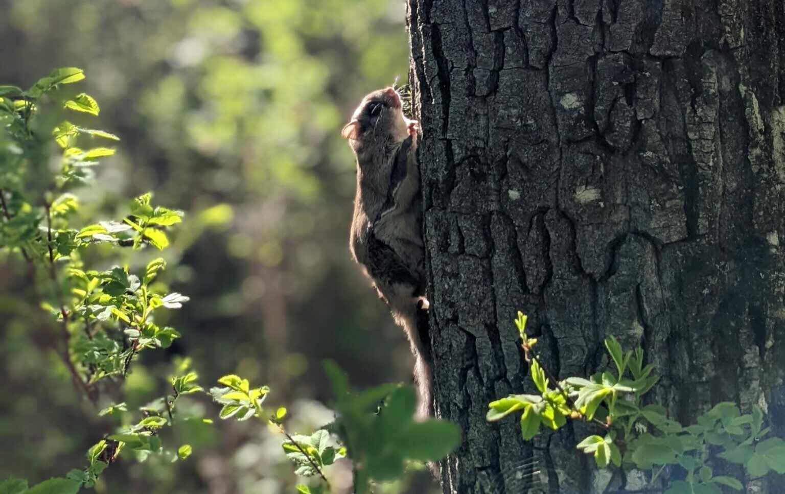 Northern flying squirrel on tree trunk