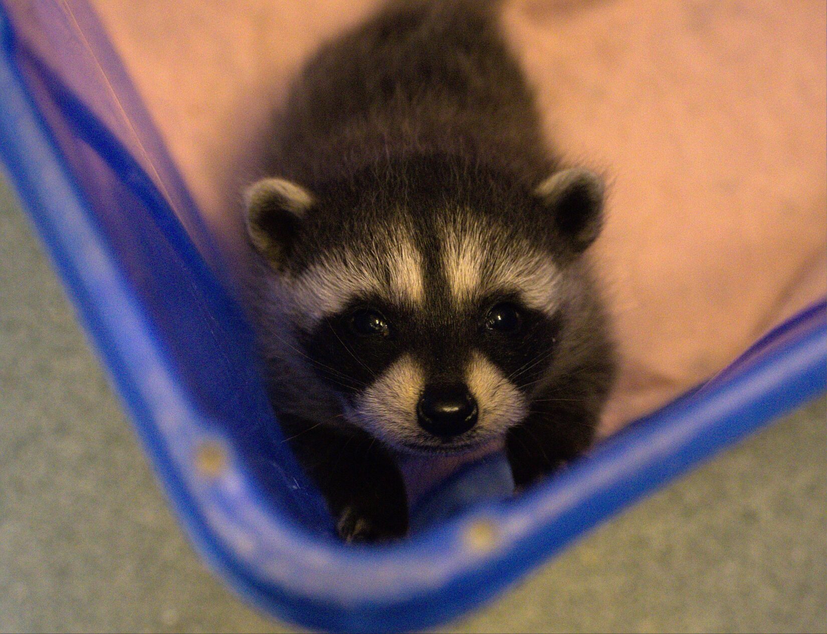 Baby raccoon at Wild ARC looking up from blue bin