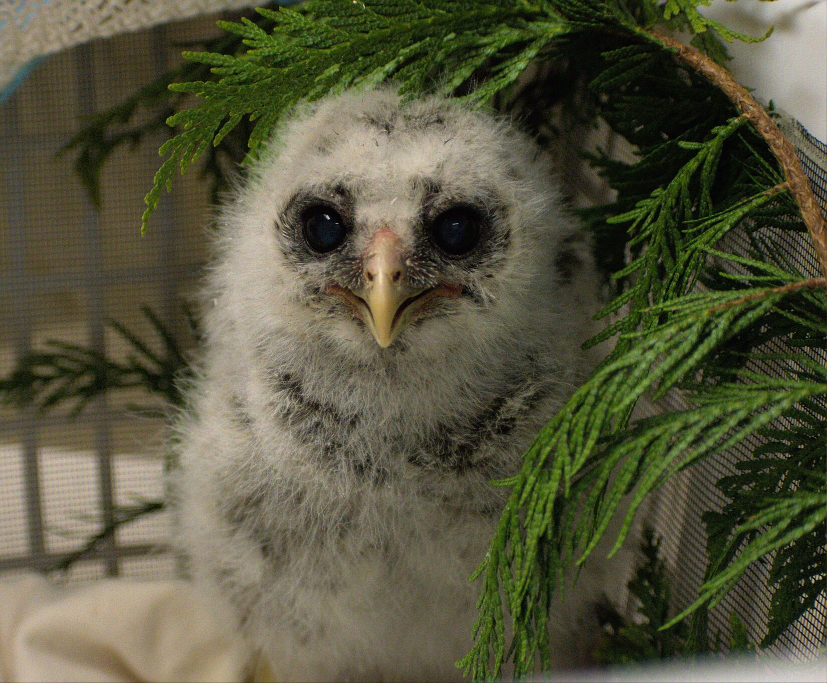 Great horned owlet at Wild ARC sitting under cedar branch