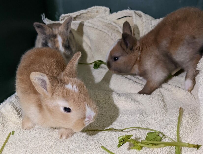 Three baby rabbits