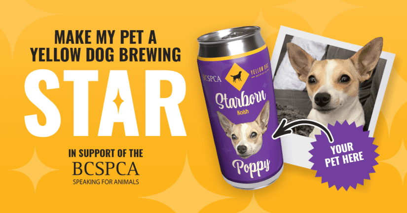 Graphic of make my pet a yellow dog brewing star contest