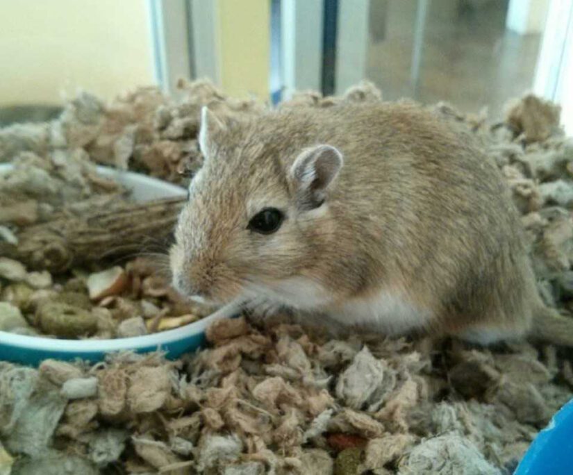 Gerbil 