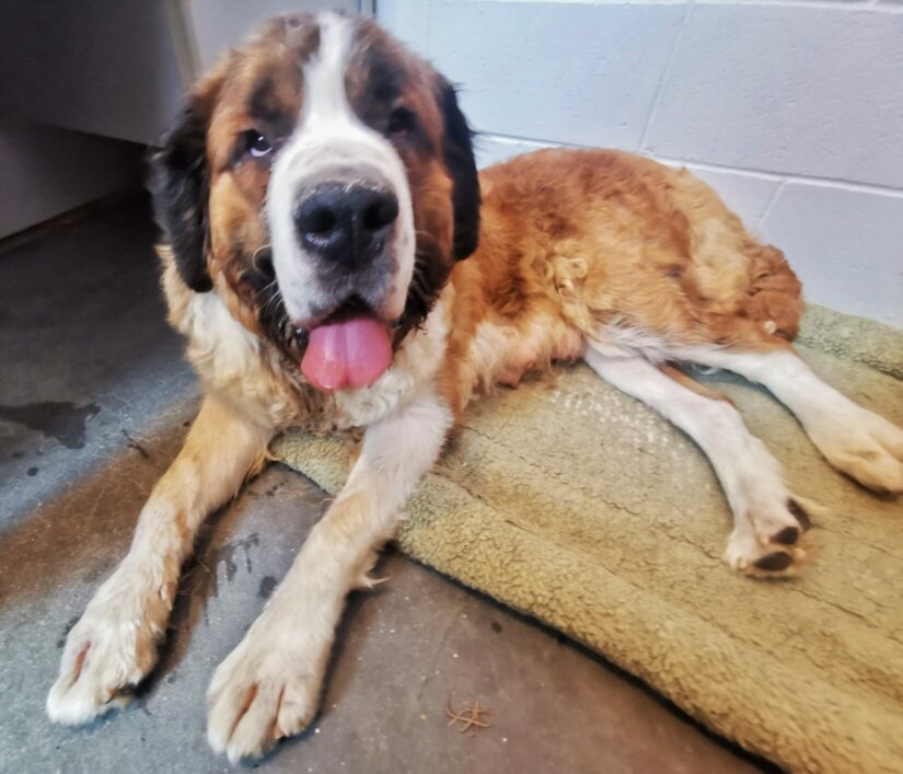 St. Bernard sitting on a piece of carpet.