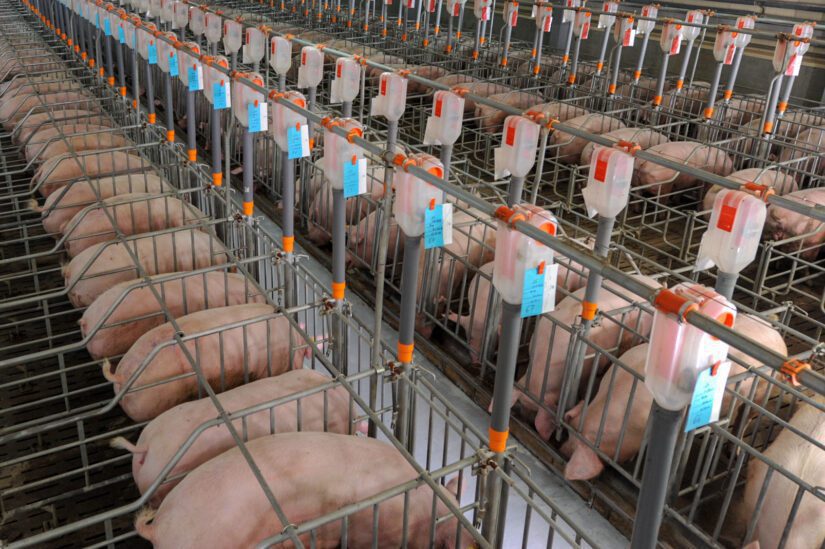 Pigs in gestation stalls at a pig farm