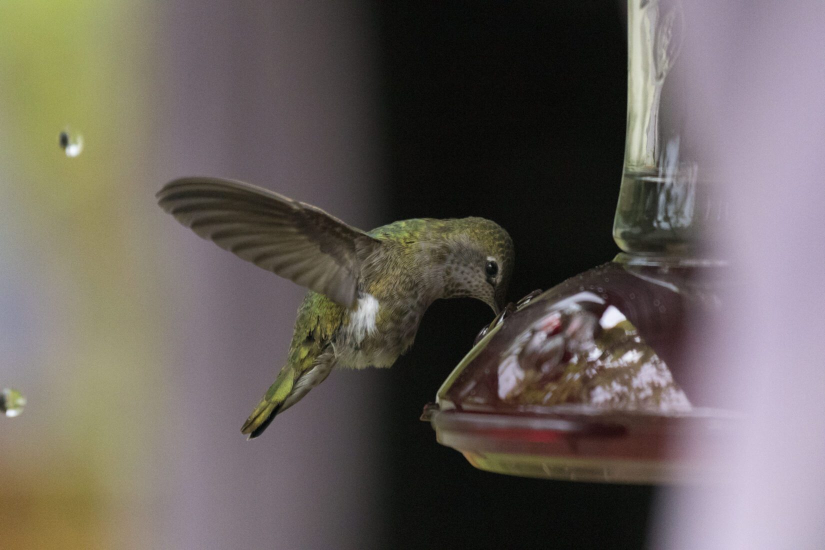 Hummingbird visiting a feeder on a rainy day
