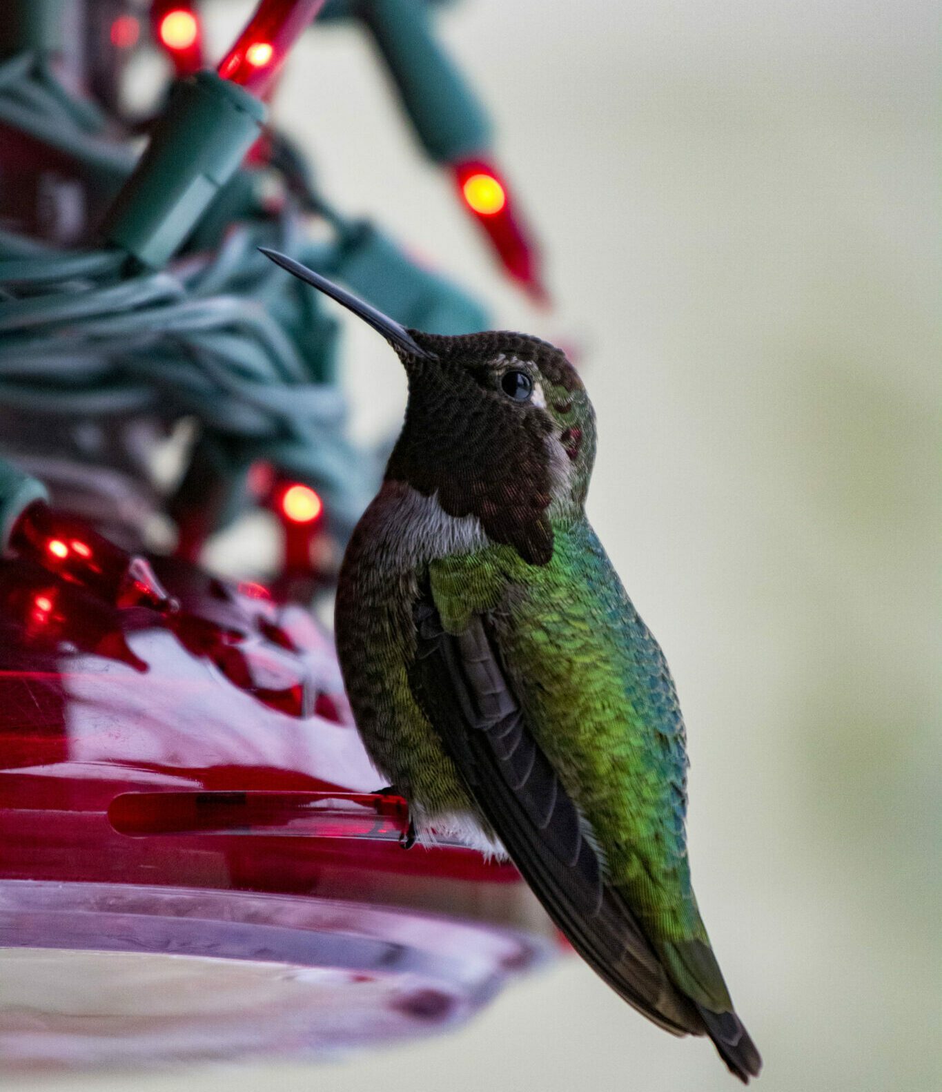 Hummingbird at a feeder wrapped in Christmas lights for winter
