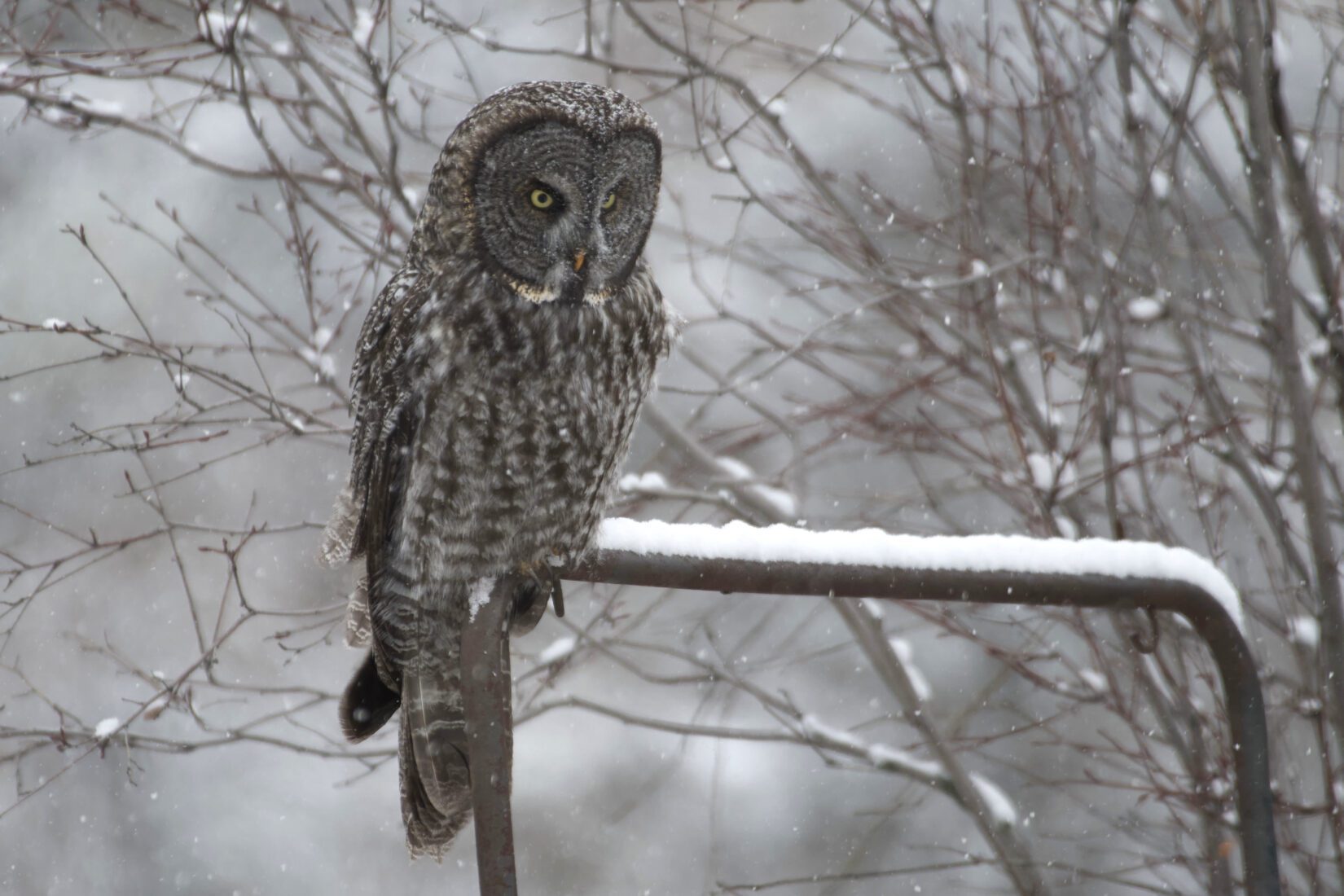 Great grey owl perched on a metal bar in the snow