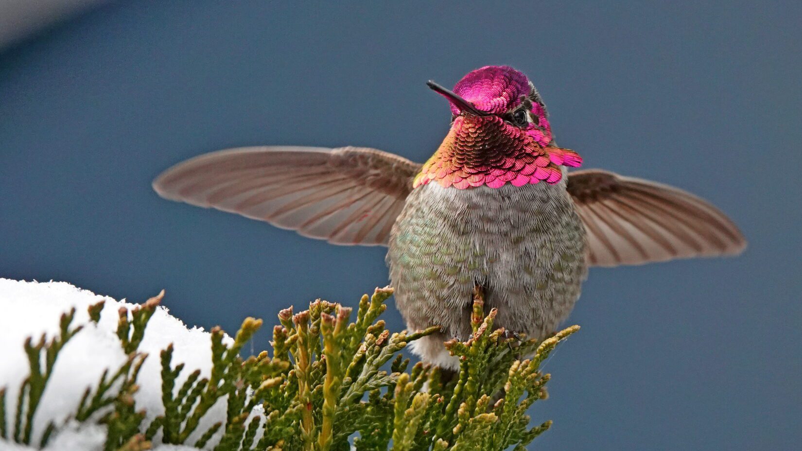 Hummingbird perched on a snowy cedar branch