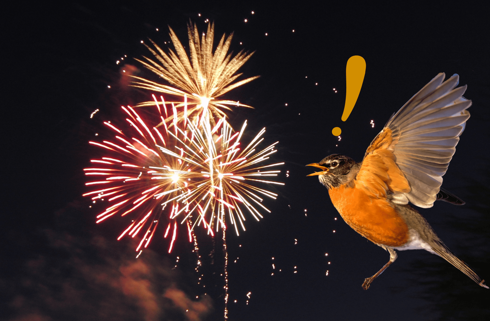 American robin alarmed by fireworks in the sky
