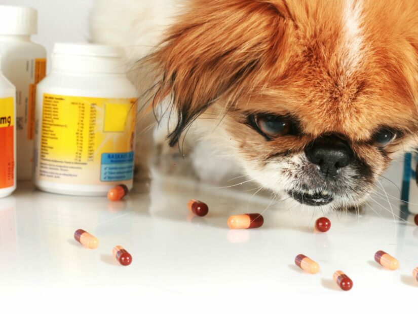 Dog looking at capsules.