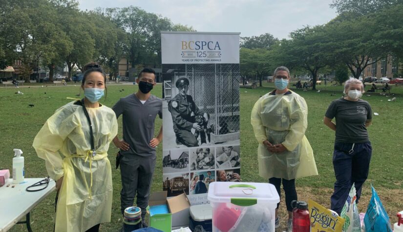 Veterinarians at BC SPCA clinic.