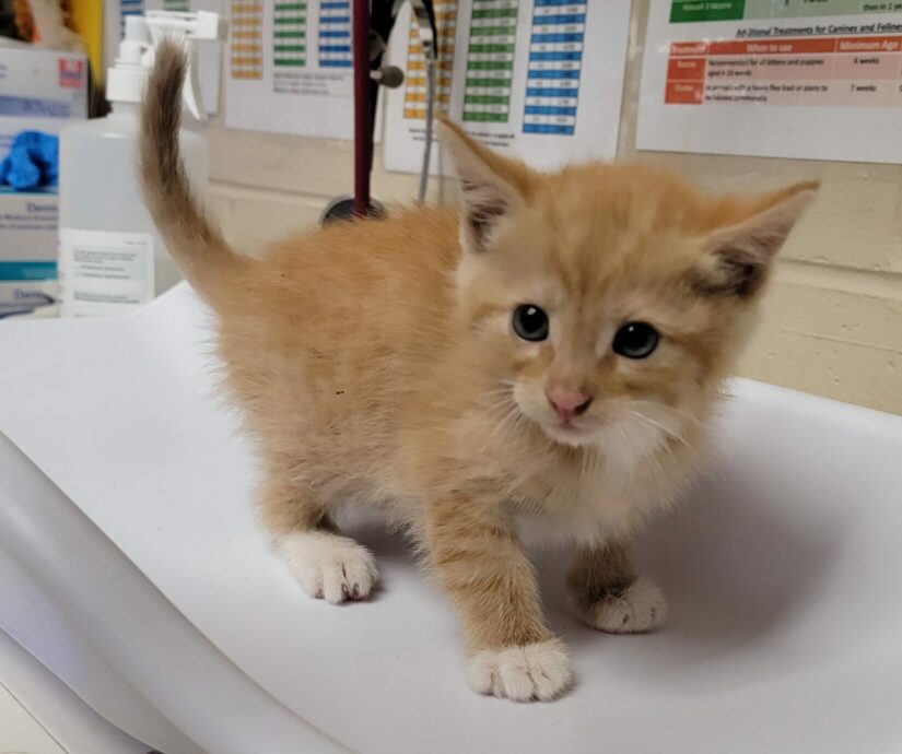 Weighing a squirmy kitten is - National Kitten Coalition