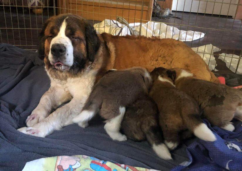 St. Bernard feeding litter of pups.