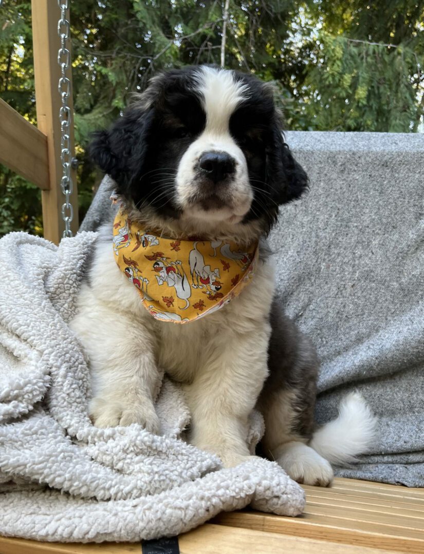 A St. Bernard puppy sitting outdoors on a blanket.