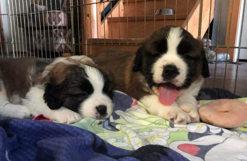 Two St. Bernard puppies on a blanket.