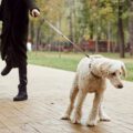 poodle pulling on leash at a park wile walking with guardian