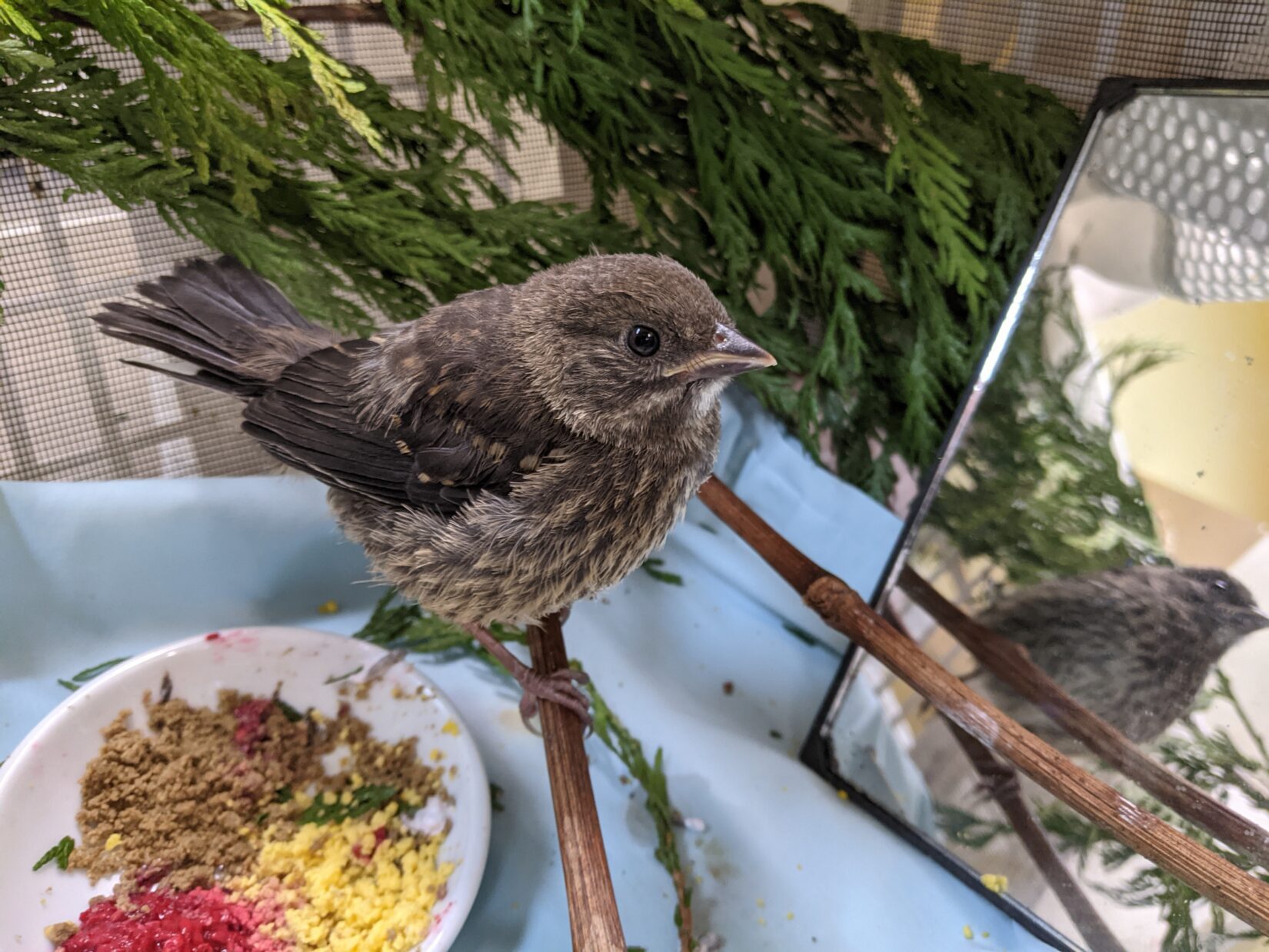 Spotted towhee perched on a branch in front of a mirror at Wild ARC