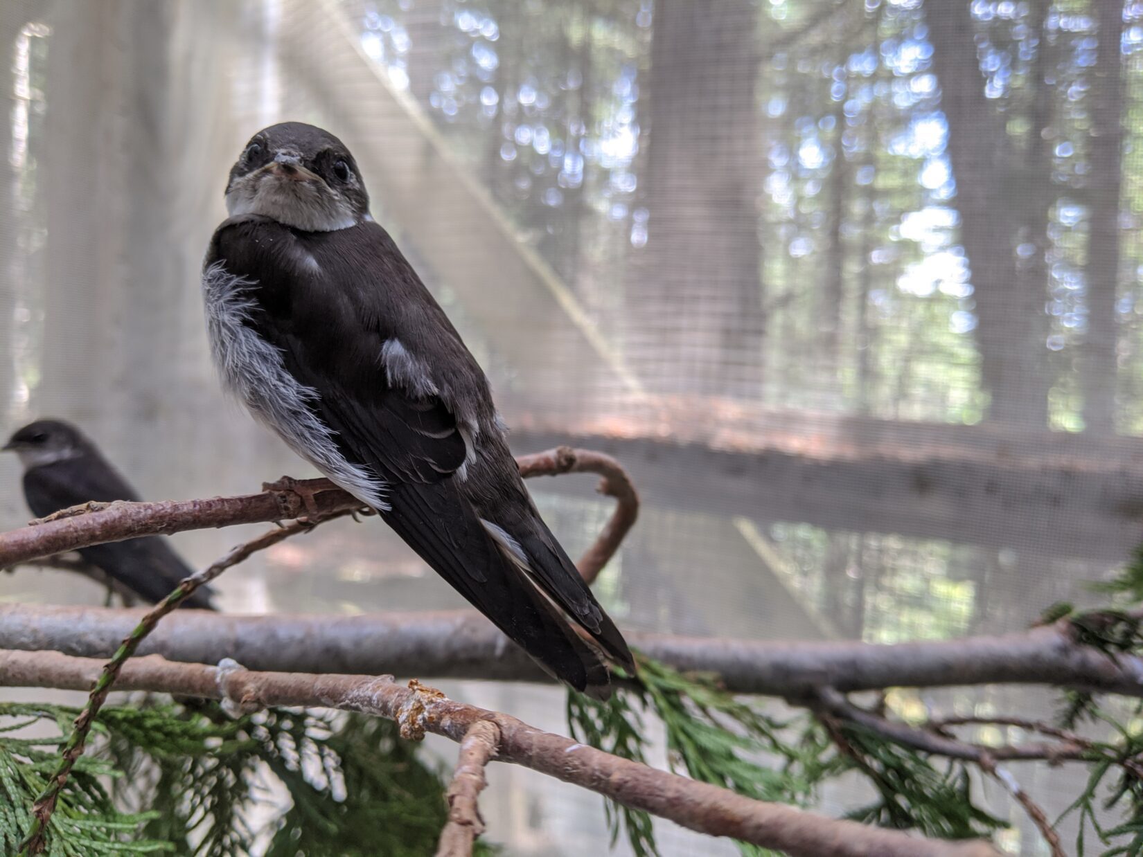 Swallow perched on a cedar branch in a screened enclosure at Wild ARC