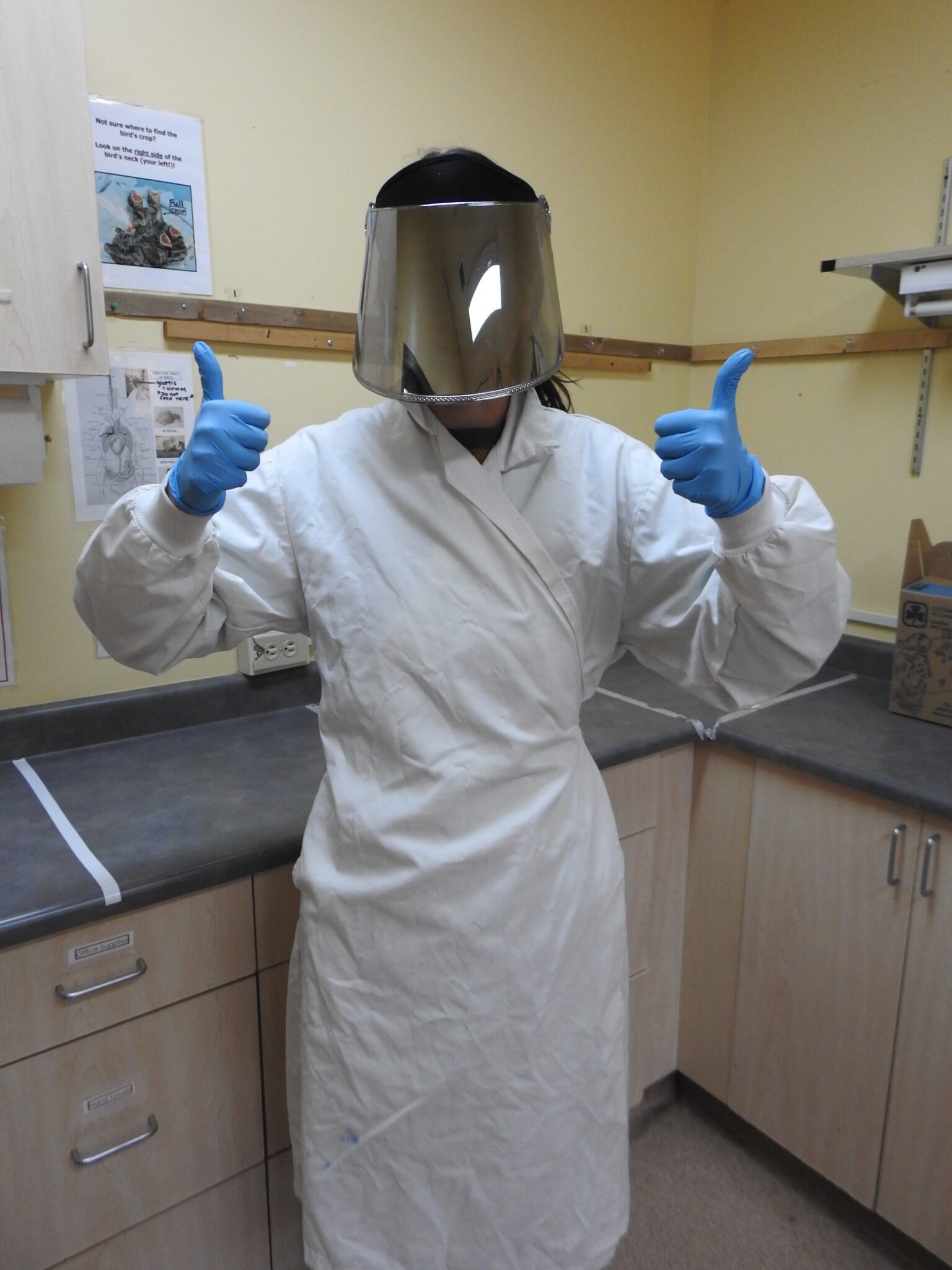 Wild ARC staff wearing gown, gloves and mask to prevent imprinting