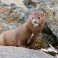 American mink takes a look around as it hunts along the rocky shore at Clover Point, Vancouver Island, British Columbia