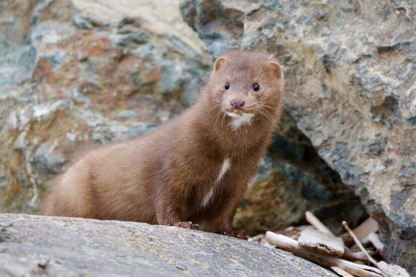 American mink takes a look around as it hunts along the rocky shore at Clover Point, Vancouver Island, British Columbia