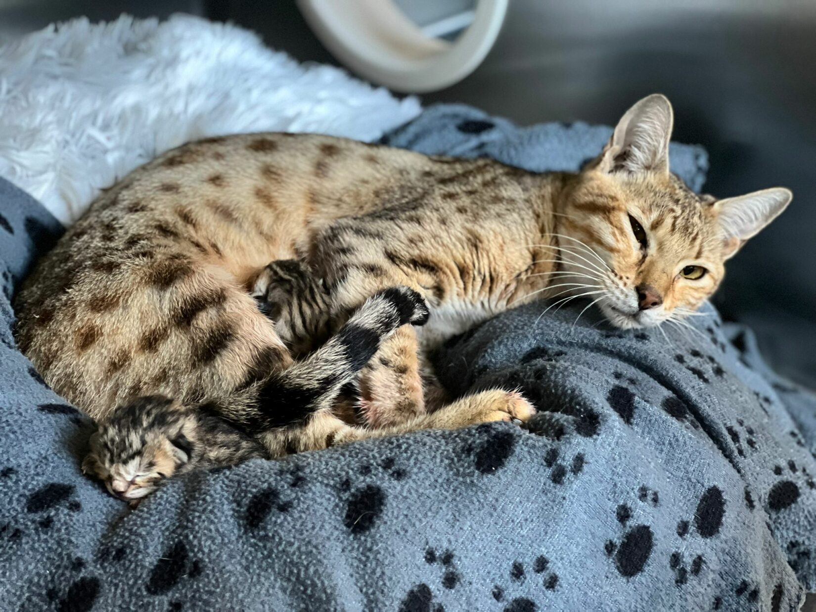 Savannah cat and new born kittens in shelter