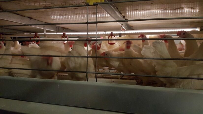 Laying hens in an enriched cage.