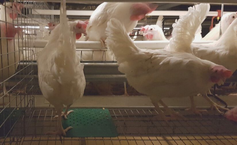 Laying hens in an enriched cage with a small scratch pad for foraging.